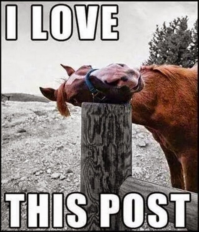 I-Love-This-Post-Funny-Horse-Meme-Picture.jpg